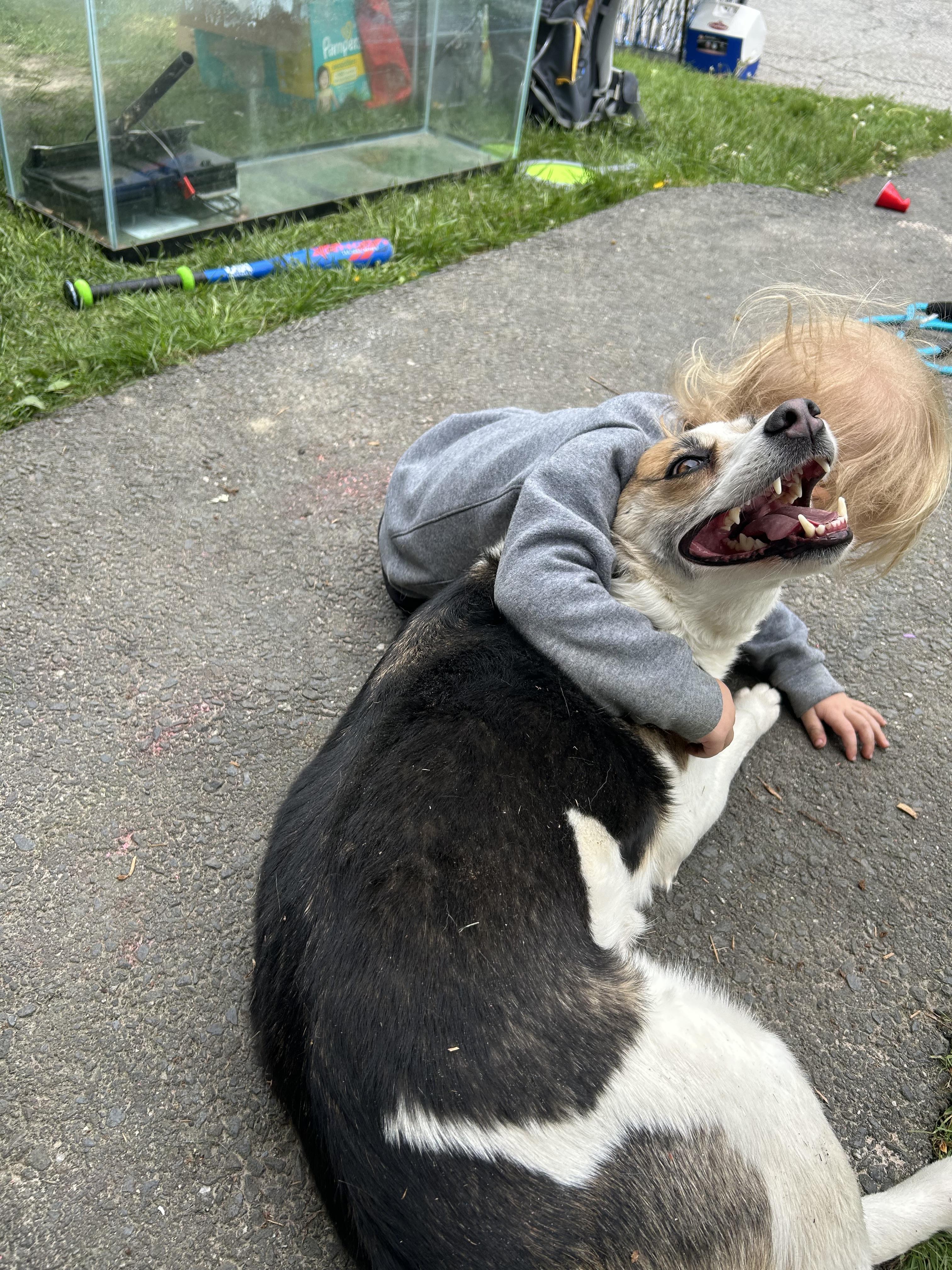 Enlarge Tonto, a ADOPTABLE mixed breed in Chelsea, VT image 4/6