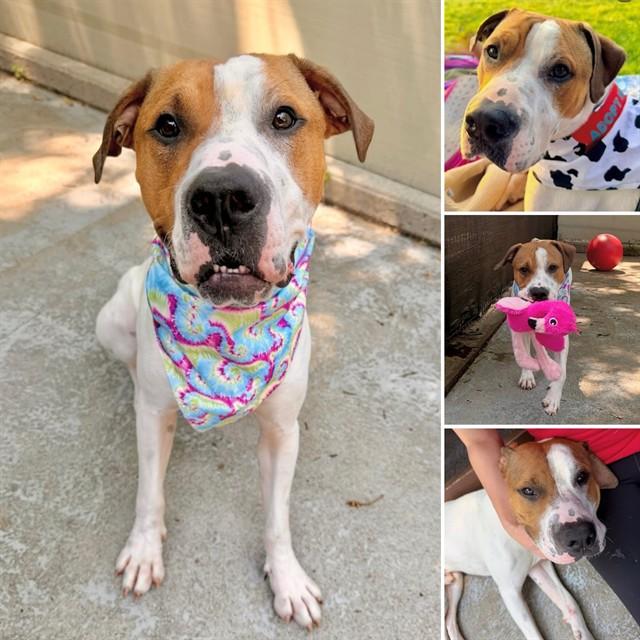 FELIX, Adoptable, Adult Male Pit Bull Terrier & Mixed Breed.