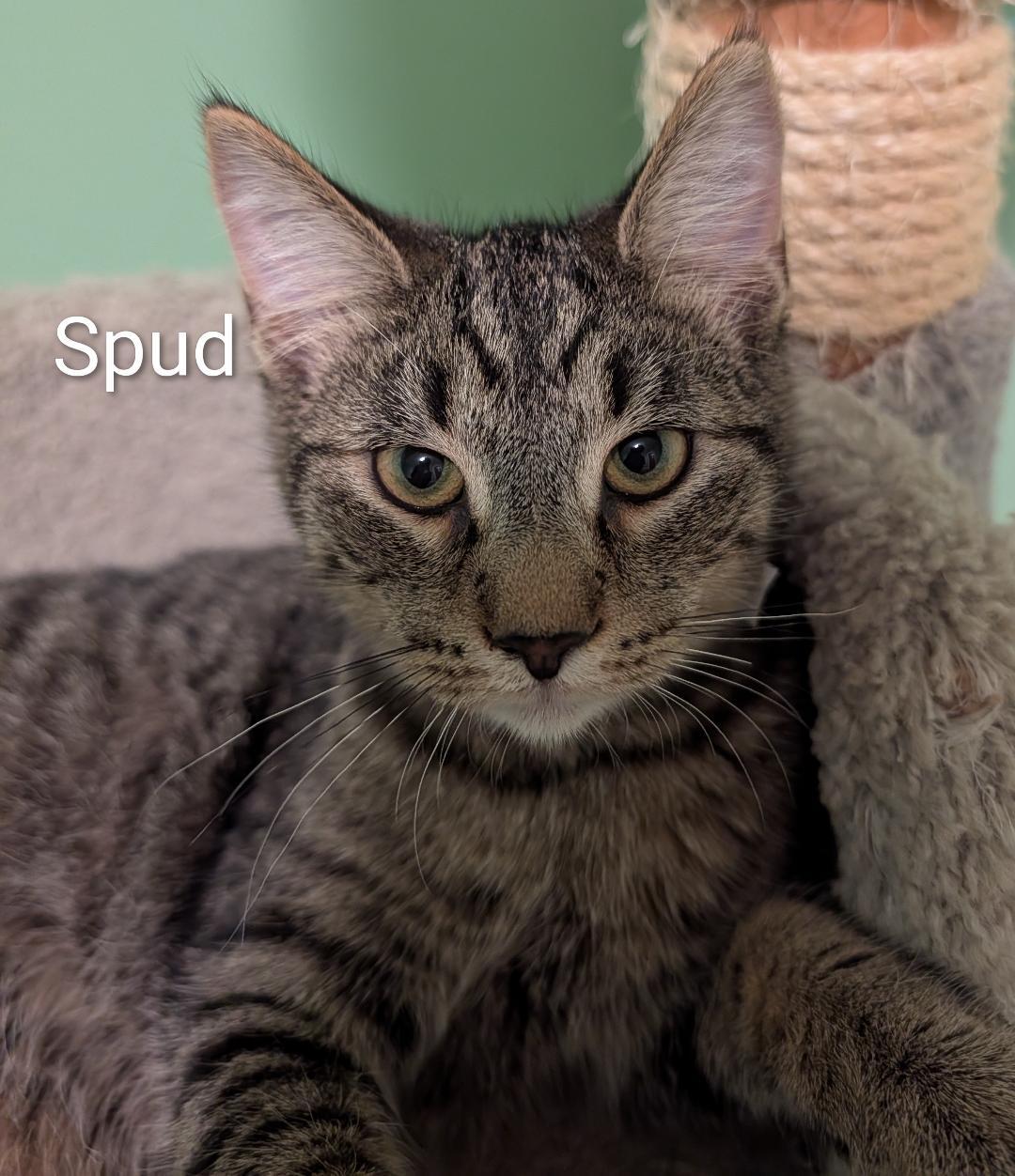 Spud, Adoptable, Kitten Male Domestic Short Hair.