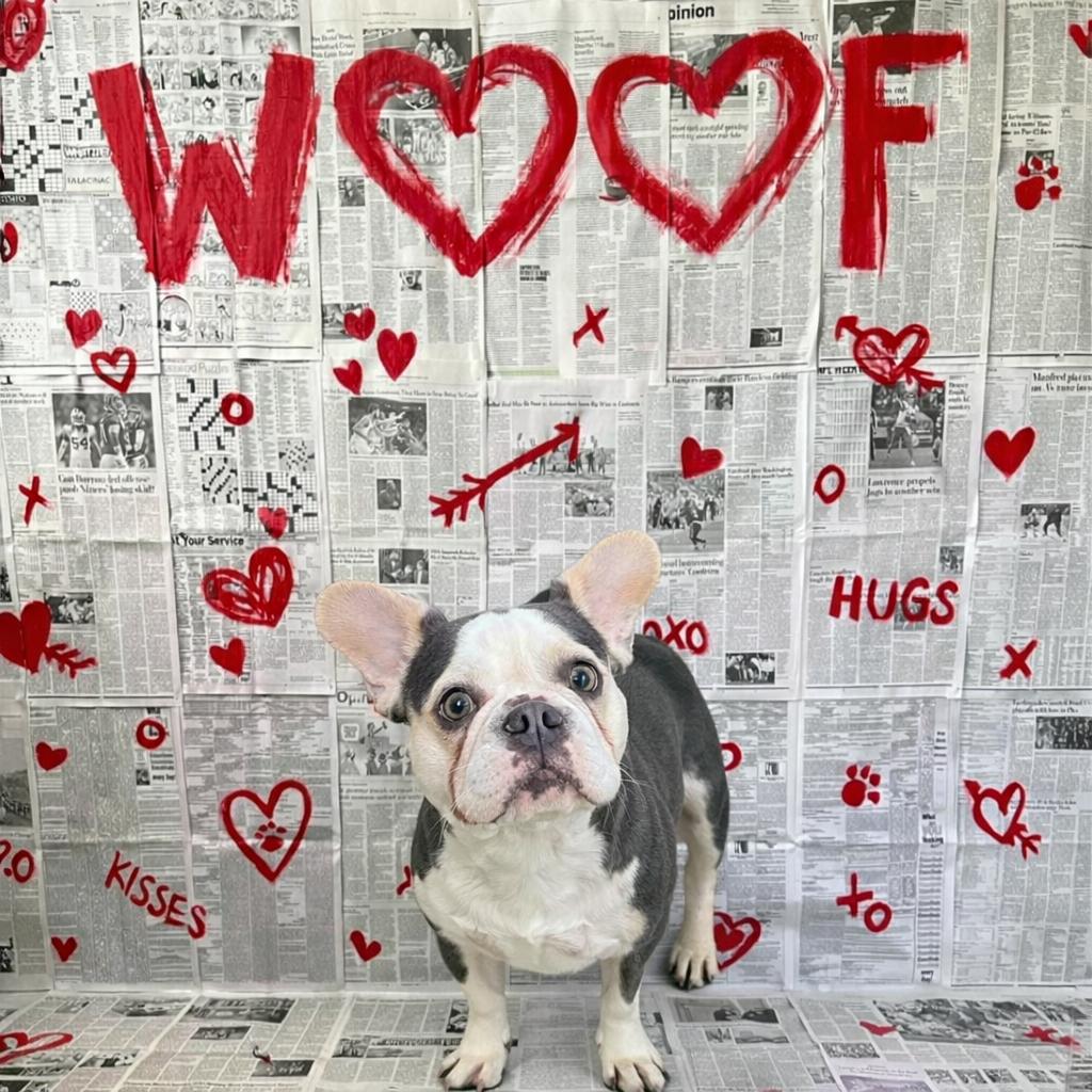 Bubble, adopted, Young Female French Bulldog.