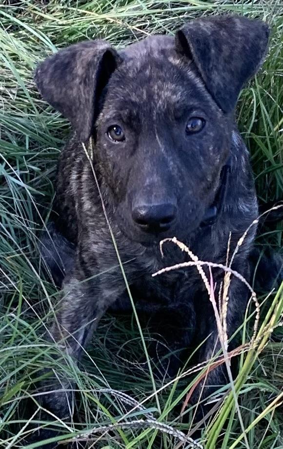 Romeo, Adopted, Puppy Male Black Labrador Retriever & Presa Canario.