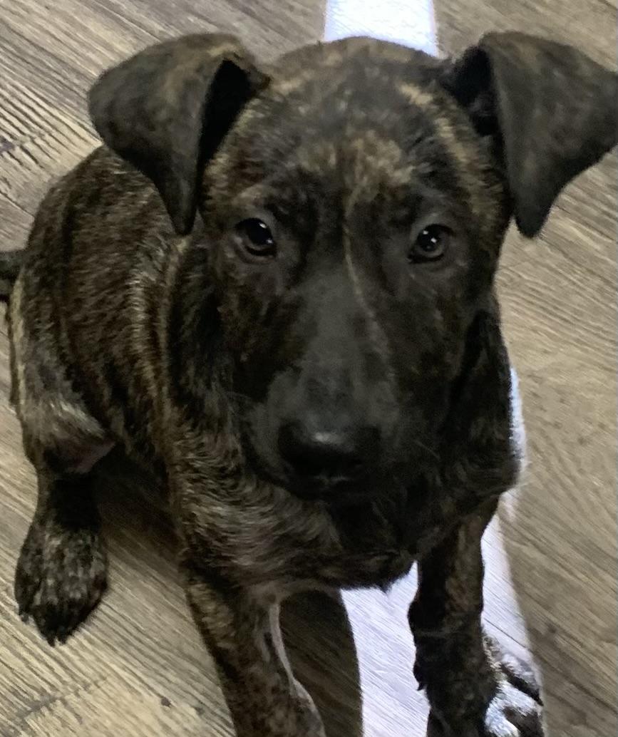 Enlarge Romeo, a Adopted mixed breed in Lexington, MS image 2/2