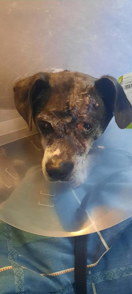 Enlarge Beuhla Girl, a Adoptable mixed breed in Aurora, IN image 1/4