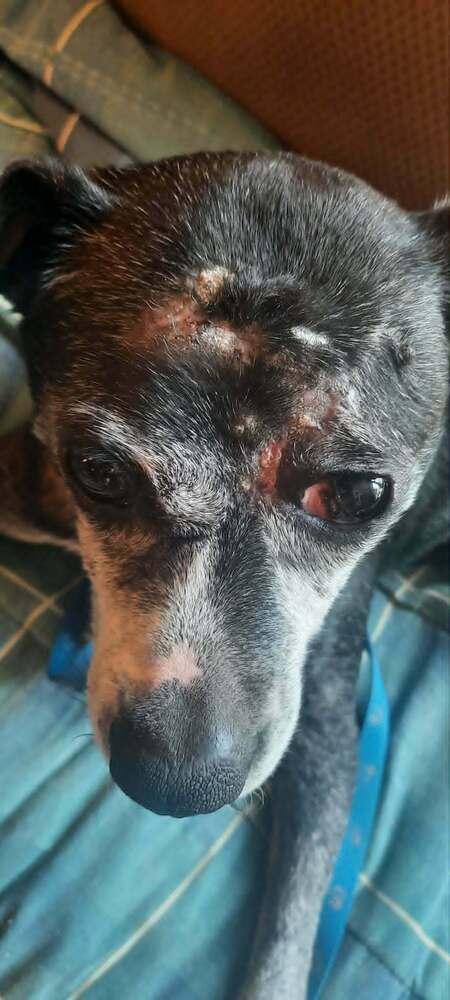 Enlarge Beuhla Girl, a Adoptable mixed breed in Aurora, IN image 2/4