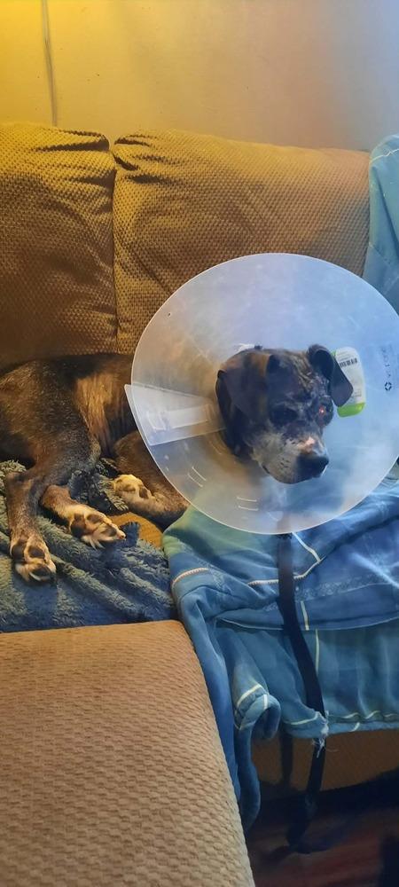 Enlarge Beuhla Girl, a Adoptable mixed breed in Aurora, IN image 3/4