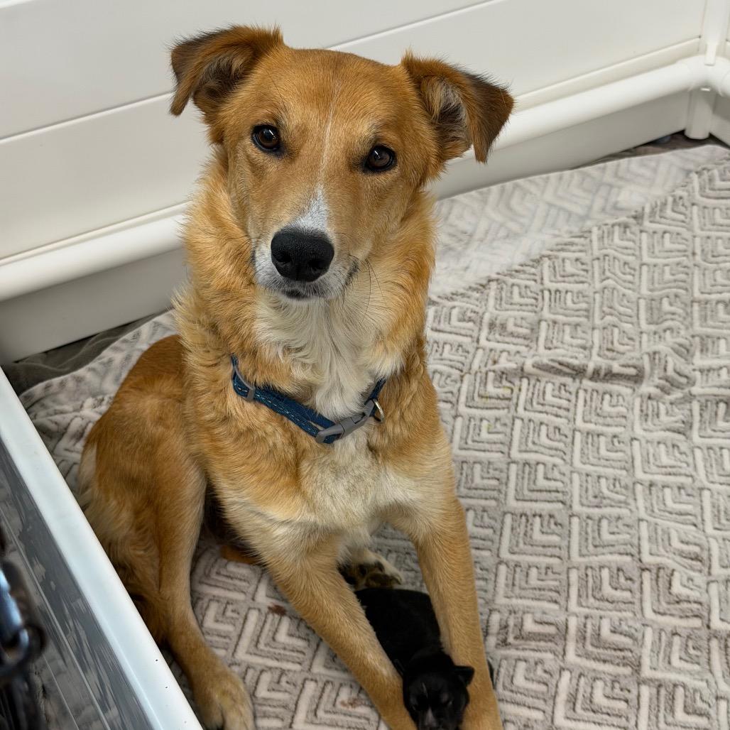 Mamma Sue, ADOPTABLE, Adult • Female, Golden Retriever & Australian Kelpie.