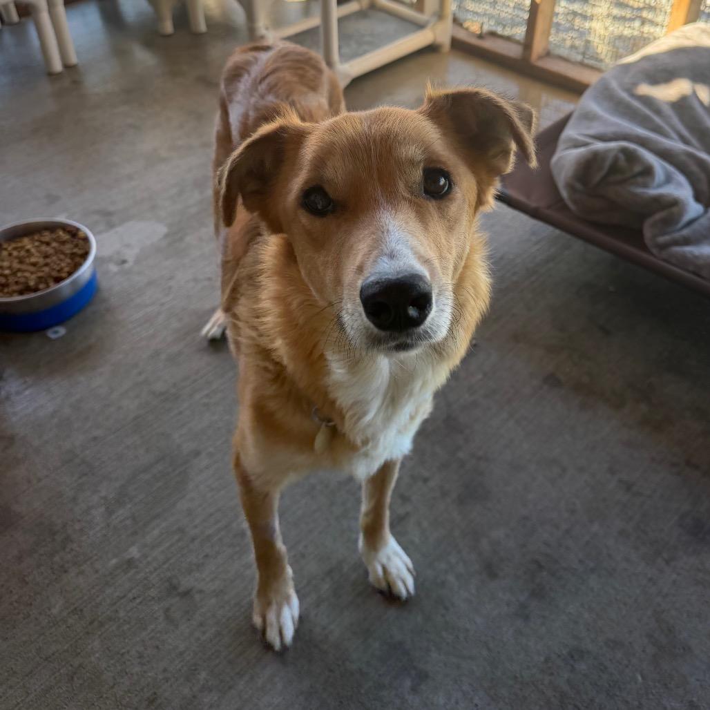 Enlarge Mamma Sue, a Adoptable mixed breed in Spanish Fork, UT image 2/3