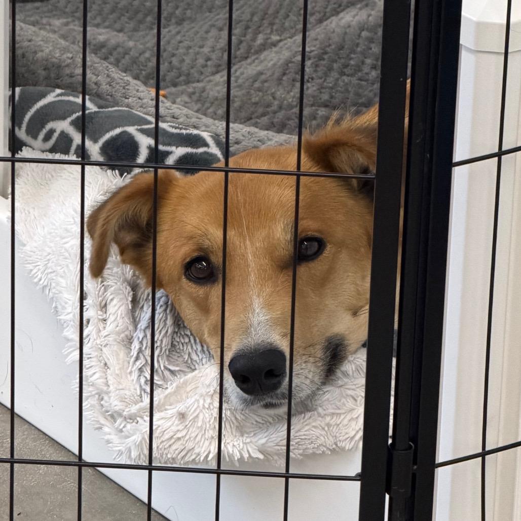 Enlarge Mamma Sue, a Adoptable mixed breed in Spanish Fork, UT image 3/3