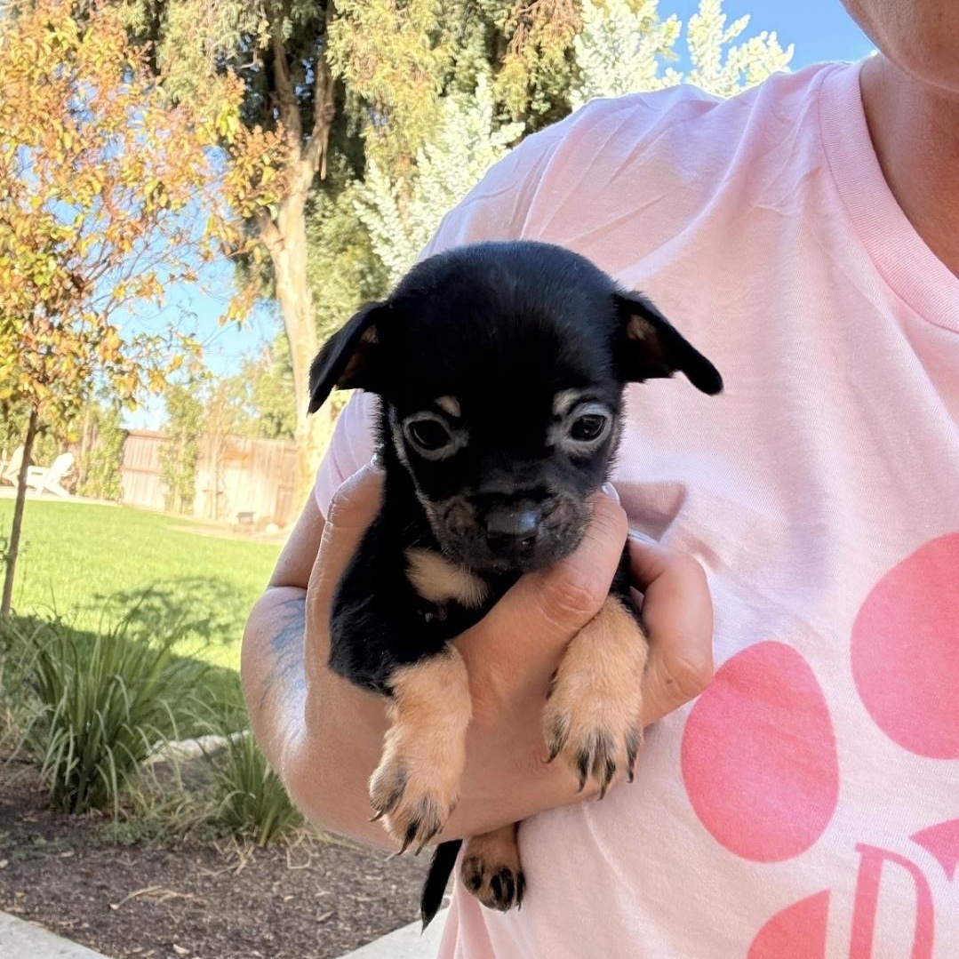 Tinkerbell, Adoptable, Puppy Female Chihuahua.