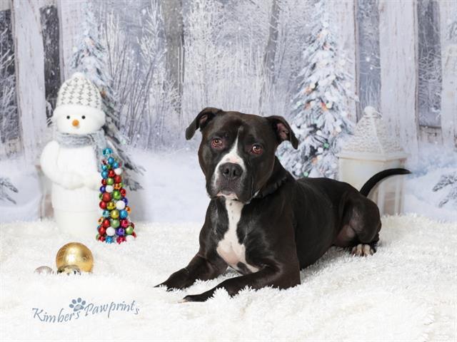 Enlarge LEVI, a Adoptable mixed breed in Omaha, NE image 1/1