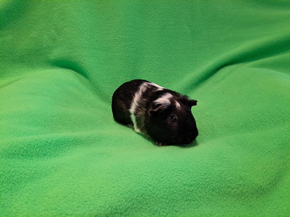 Sparky, Adoptable, Young Male Guinea Pig & Guinea Pig.