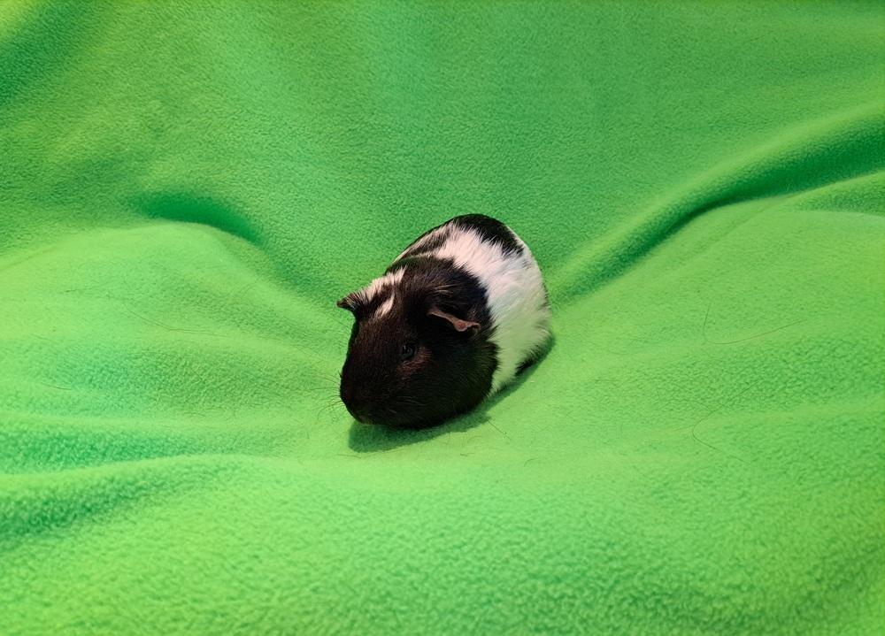 Sparky, a Adoptable mixed breed in South Bend, IN image 2/2