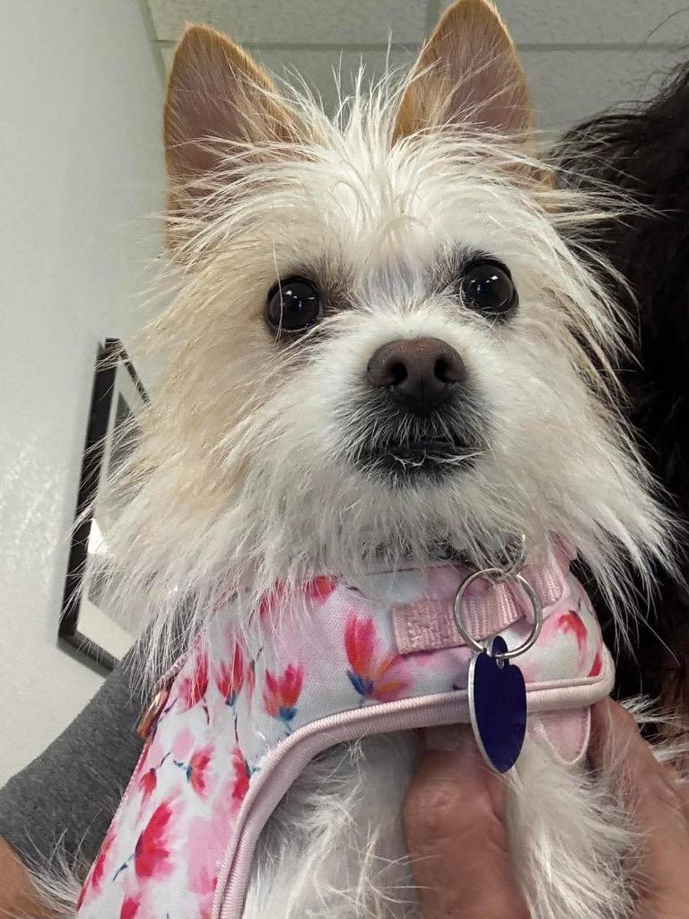 Dolly the Tiny Terrier, Adoptable, Puppy Female Terrier.