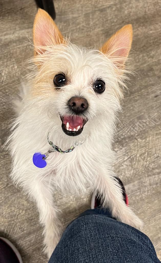 Dolly the Tiny Terrier, a Adoptable mixed breed in Lake Forest, CA image 2/3