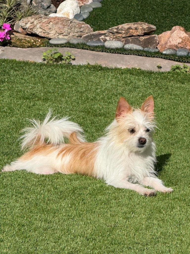 Dolly the Tiny Terrier, a Adoptable mixed breed in Lake Forest, CA image 3/3