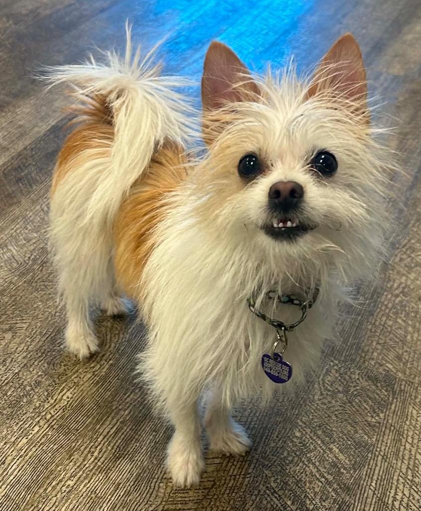 Dolly the Tiny Terrier, a Adoptable mixed breed in Lake Forest, CA image 4/4