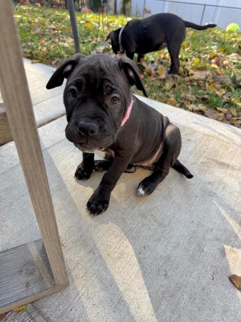 Gloria, adopted, Puppy Female Pit Bull Terrier.