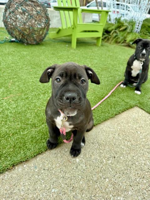 Gloria, a Adoptable mixed breed in Niles, IL image 3/6