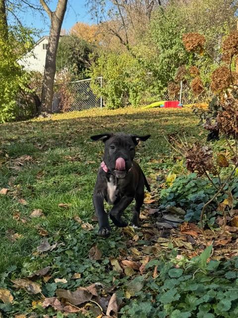 Gloria, a Adoptable mixed breed in Niles, IL image 4/6