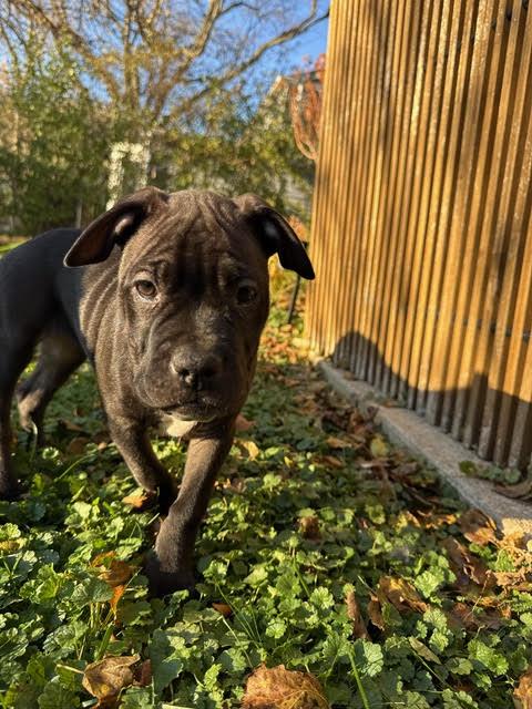 Gloria, a Adoptable mixed breed in Niles, IL image 5/6