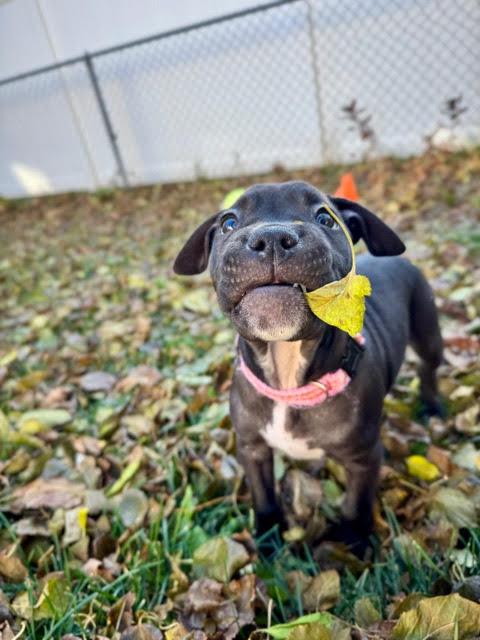 Gloria, Adoptable, Puppy Female Pit Bull Terrier.