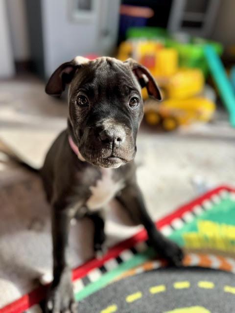 Gloria, a Adoptable mixed breed in Niles, IL image 6/6