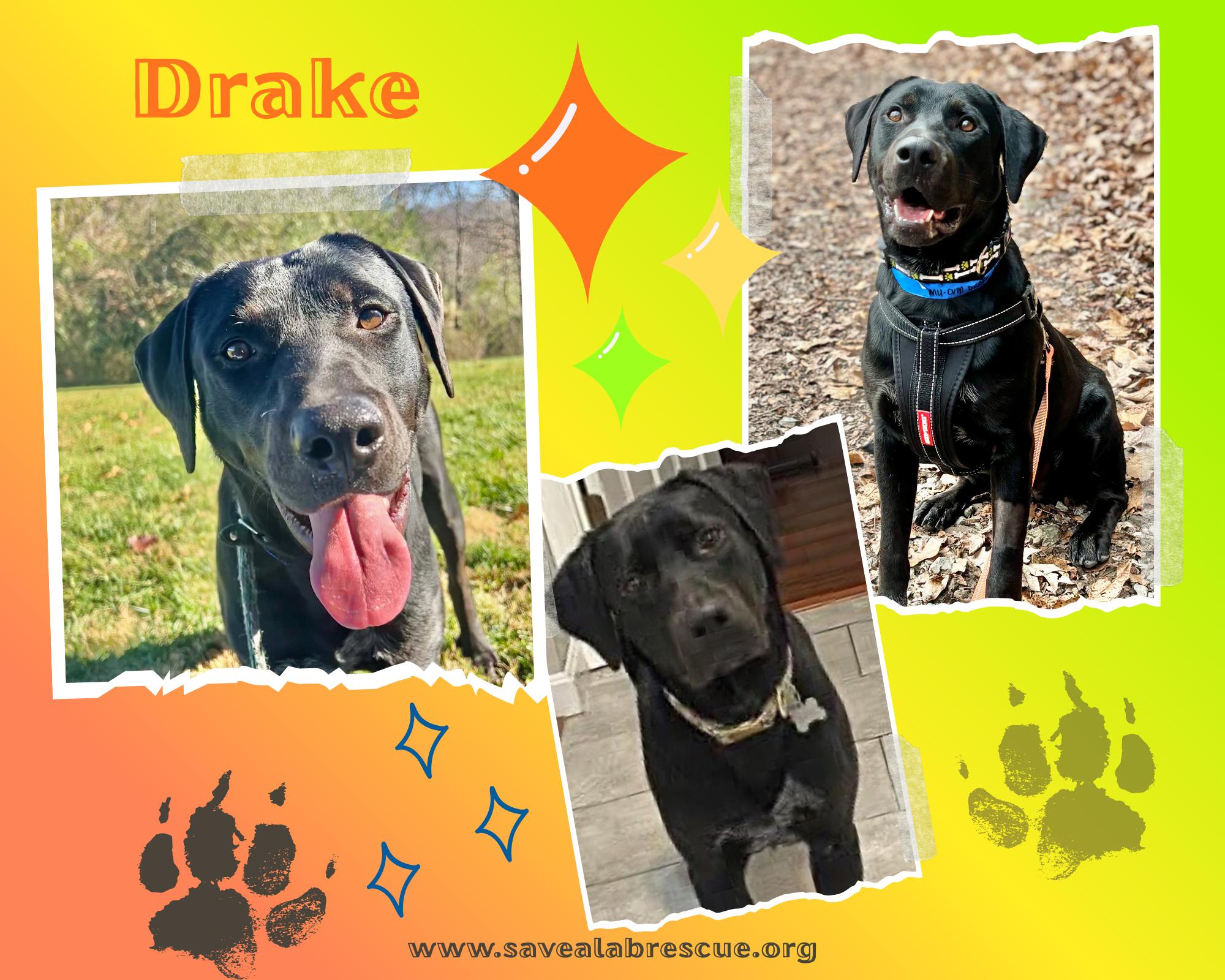 Drake, adoptable, Young Male Labrador Retriever & Black Labrador Retriever.