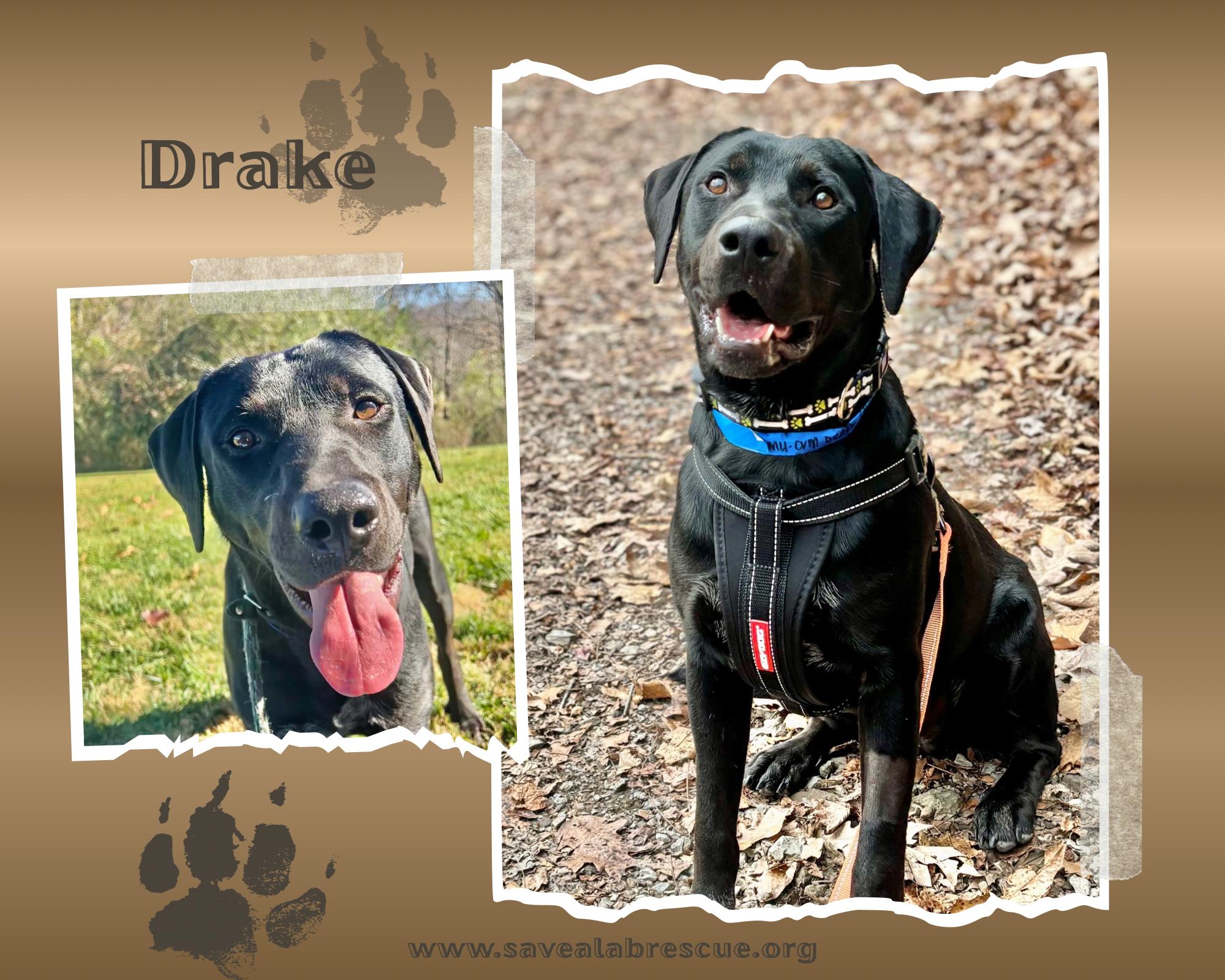 Enlarge Drake, a ADOPTABLE mixed breed in Newport, RI image 1/1