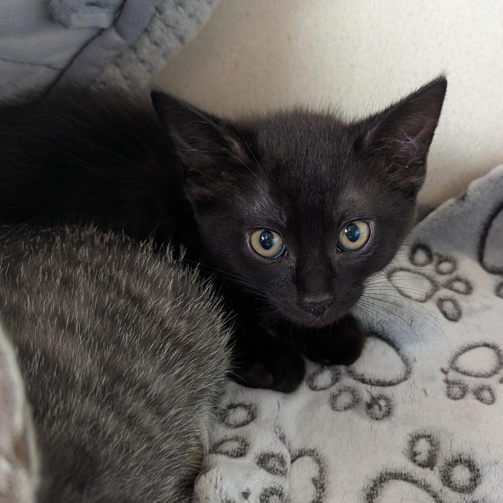 Enlarge Bacon, a Adoptable mixed breed in Aberdeen, WA image 1/1