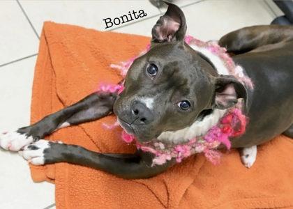 Bonita, Adoptable, Adult Female American Staffordshire Terrier & Terrier.