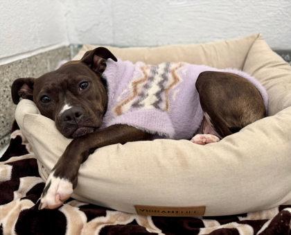 Enlarge Bonita, a Adoptable mixed breed in Parma, OH image 1/3