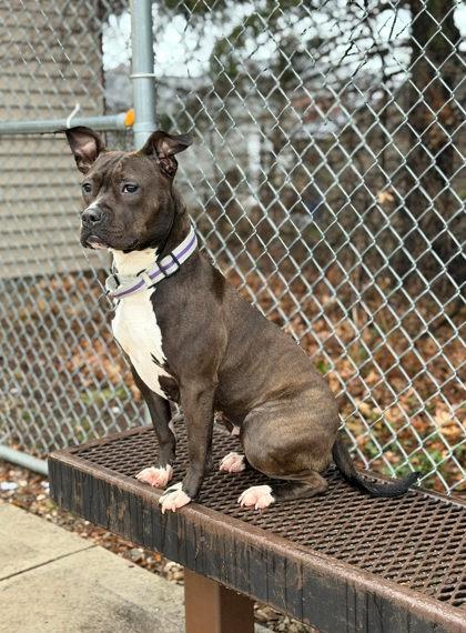 Enlarge Bonita, a Adoptable mixed breed in Parma, OH image 3/3