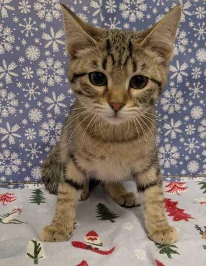 Lilac, Adoptable, Kitten Female Domestic Short Hair & Domestic Short Hair.