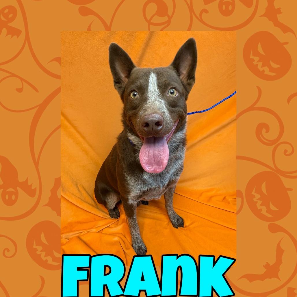 Frank, Adoptable, Adult Male Cattle Dog.