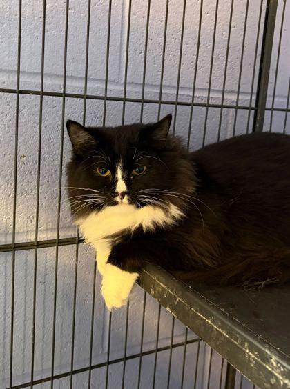 Pebbles, Adoptable, Kitten Female Domestic Medium Hair & Domestic Short Hair.