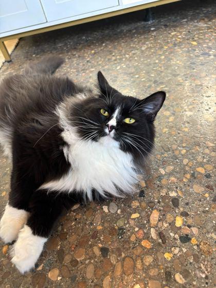 Enlarge Pebbles, a Adoptable mixed breed in Louisville, KY image 2/3