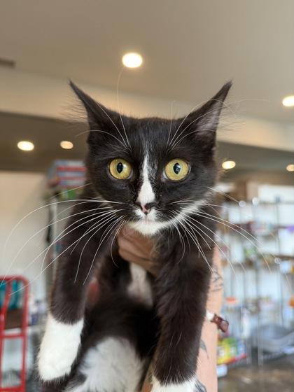 Pebbles, a Adoptable mixed breed in Louisville, KY image 2/2