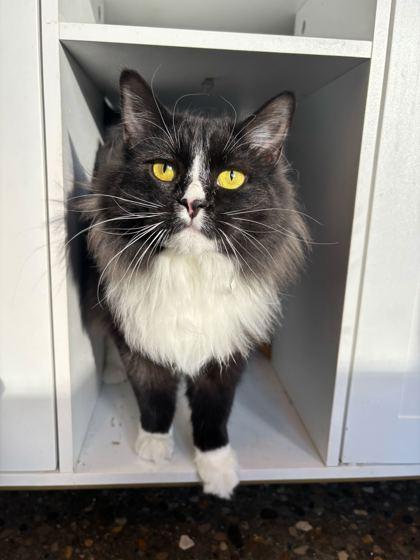 Enlarge Pebbles, a Adoptable mixed breed in Louisville, KY image 3/3