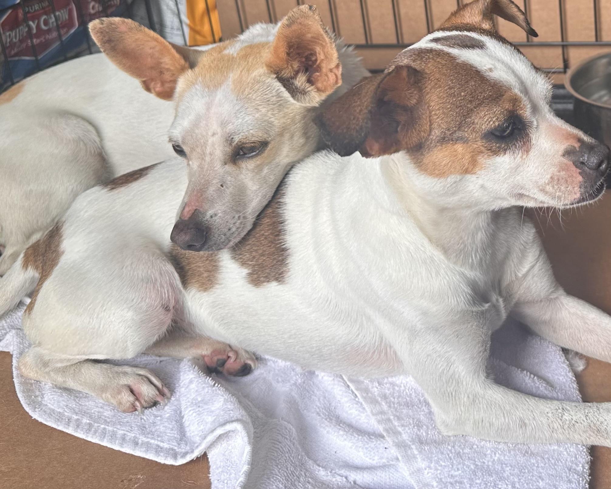 Enlarge Selena , a Adoptable mixed breed in Franklin , OH image 2/2