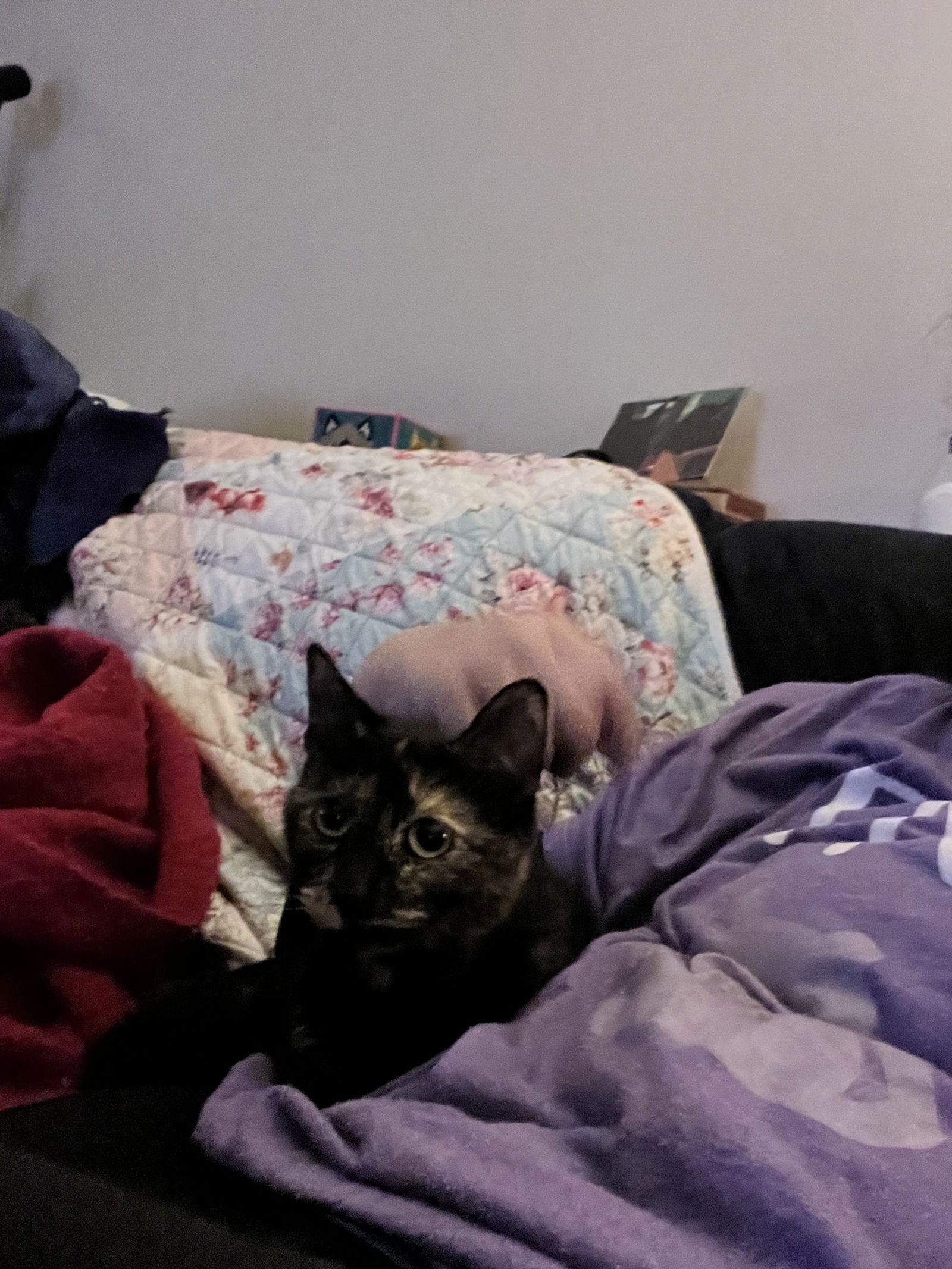 Azula, Adoptable, Adult Female Domestic Short Hair & Tortoiseshell.