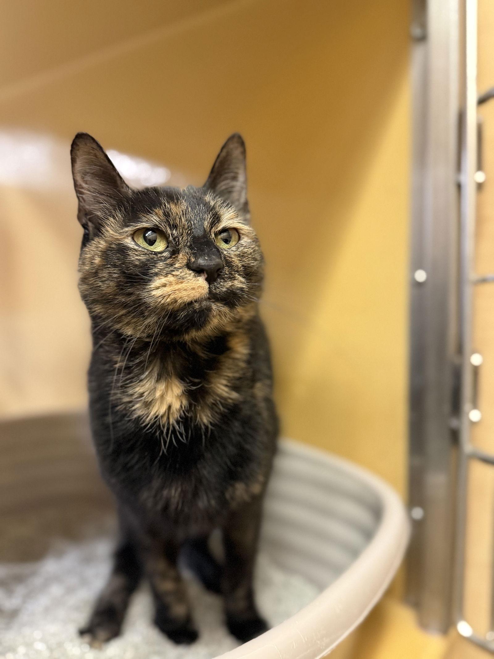 Azula, Adoptable, Adult Female Domestic Short Hair & Tortoiseshell.