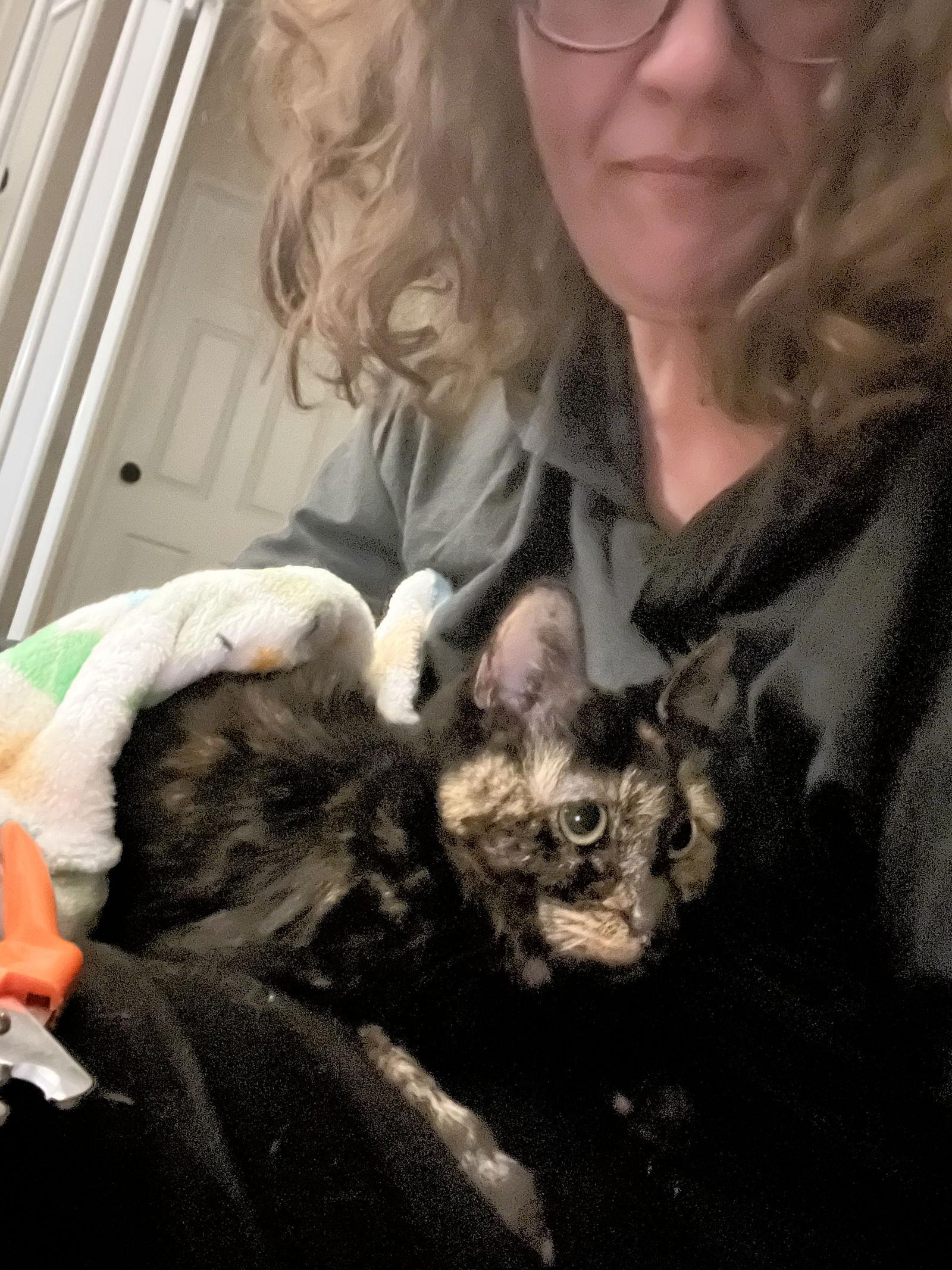 Enlarge Azula, a Adoptable mixed breed in Yardley, PA image 2/3