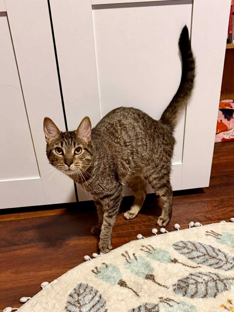 Enlarge Sammie, a Adopted mixed breed in Hoover , AL image 3/4