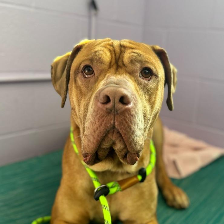 Lord, a Adoptable mixed breed in Louisville, KY image 2/6