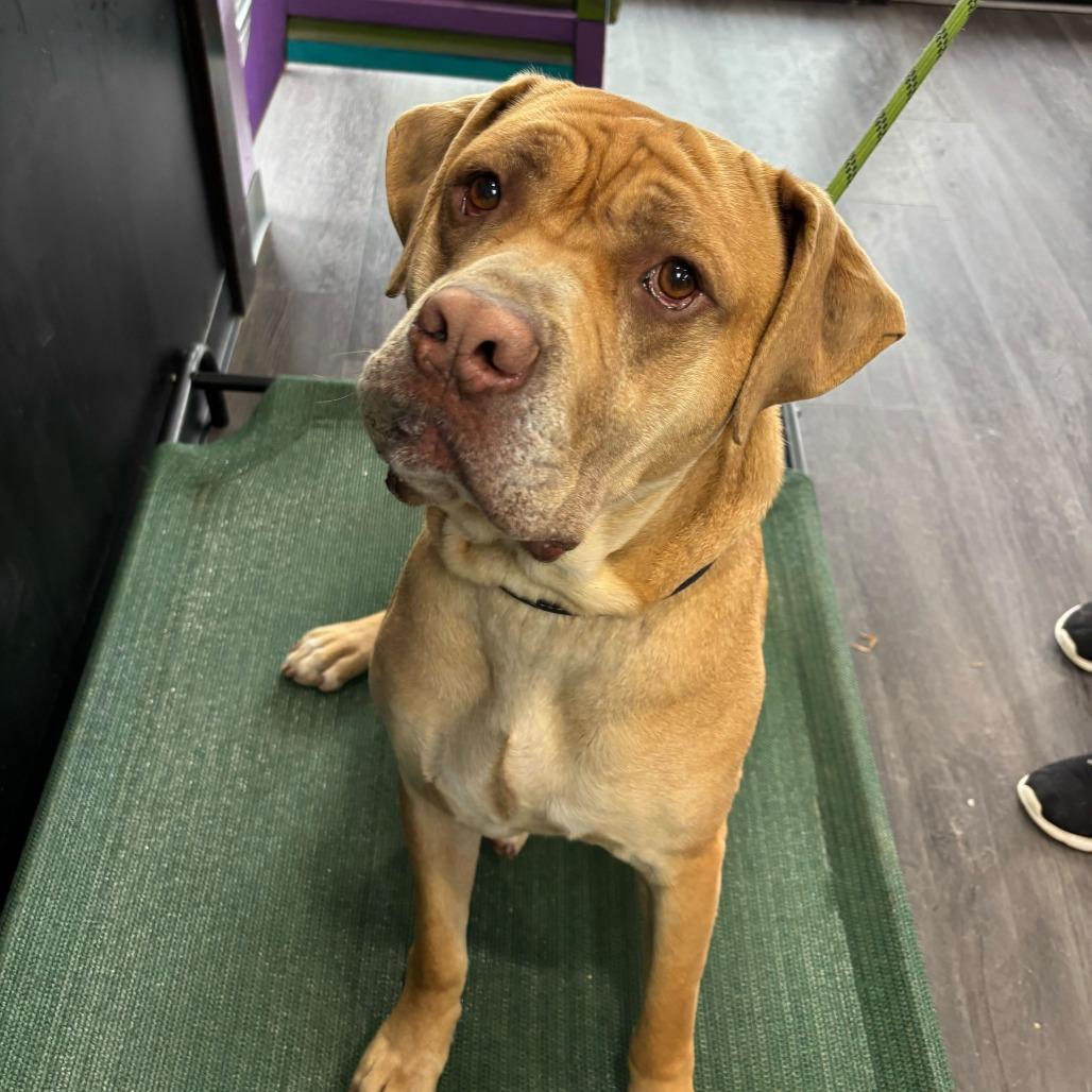 Lord, a Adoptable mixed breed in Louisville, KY image 4/6