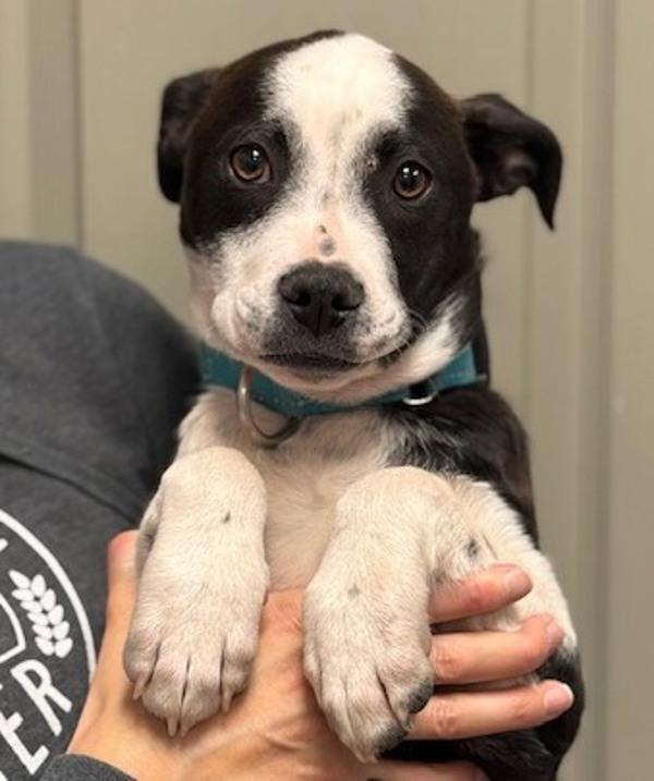 Mac, Adoptable, Puppy Male Pit Bull Terrier & Border Collie.
