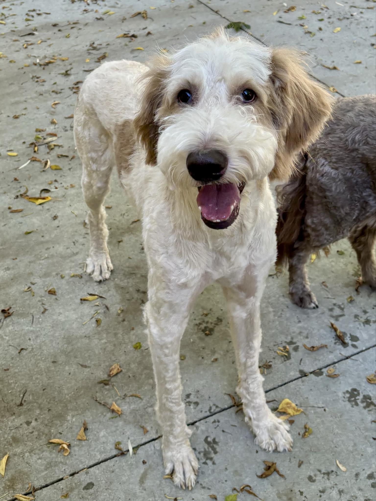 Hickory, an adoptable Labradoodle in Kalamazoo, MI, 49001 | Photo Image 1