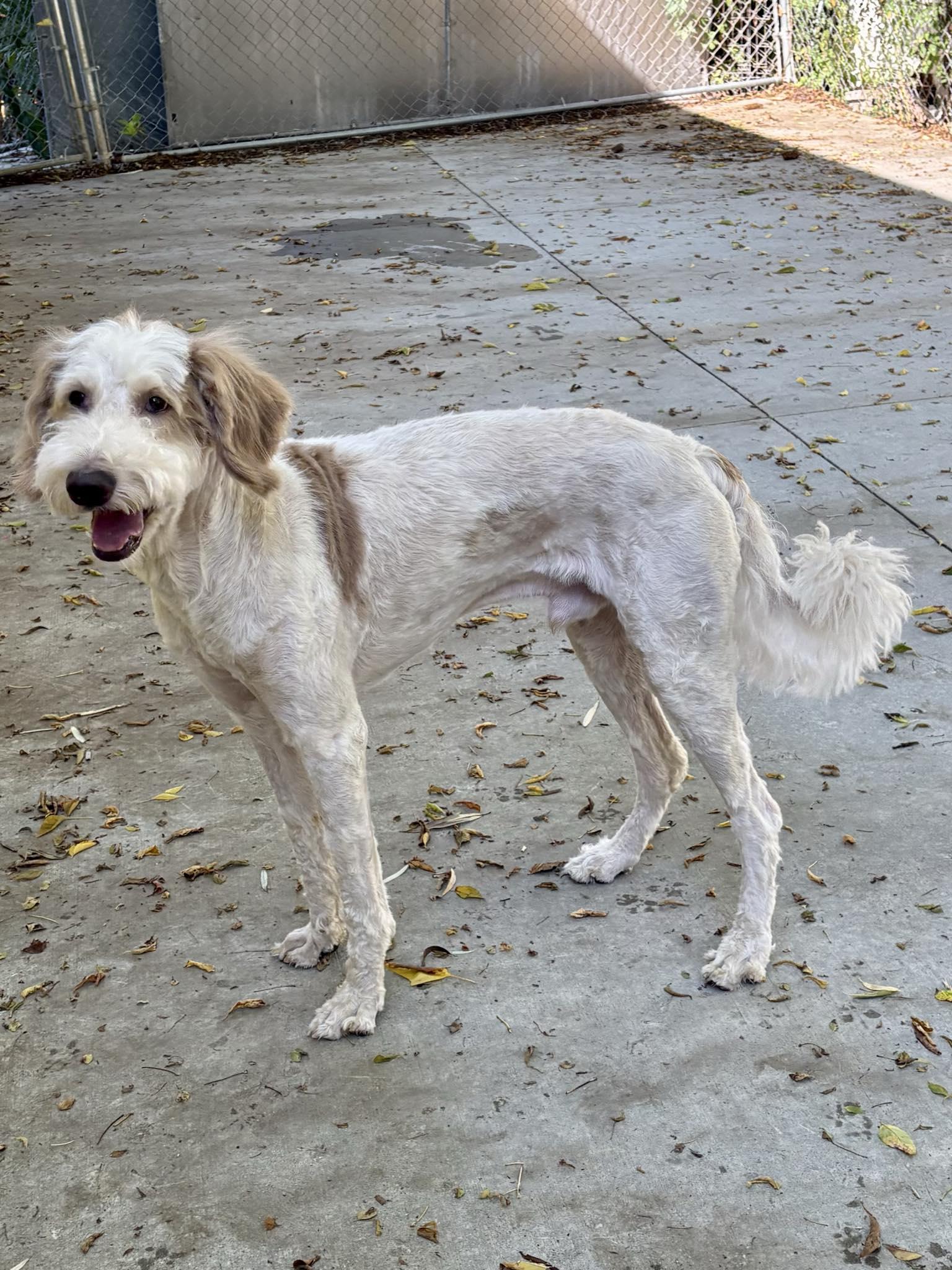 Hickory, an adoptable Labradoodle in Kalamazoo, MI, 49001 | Photo Image 2