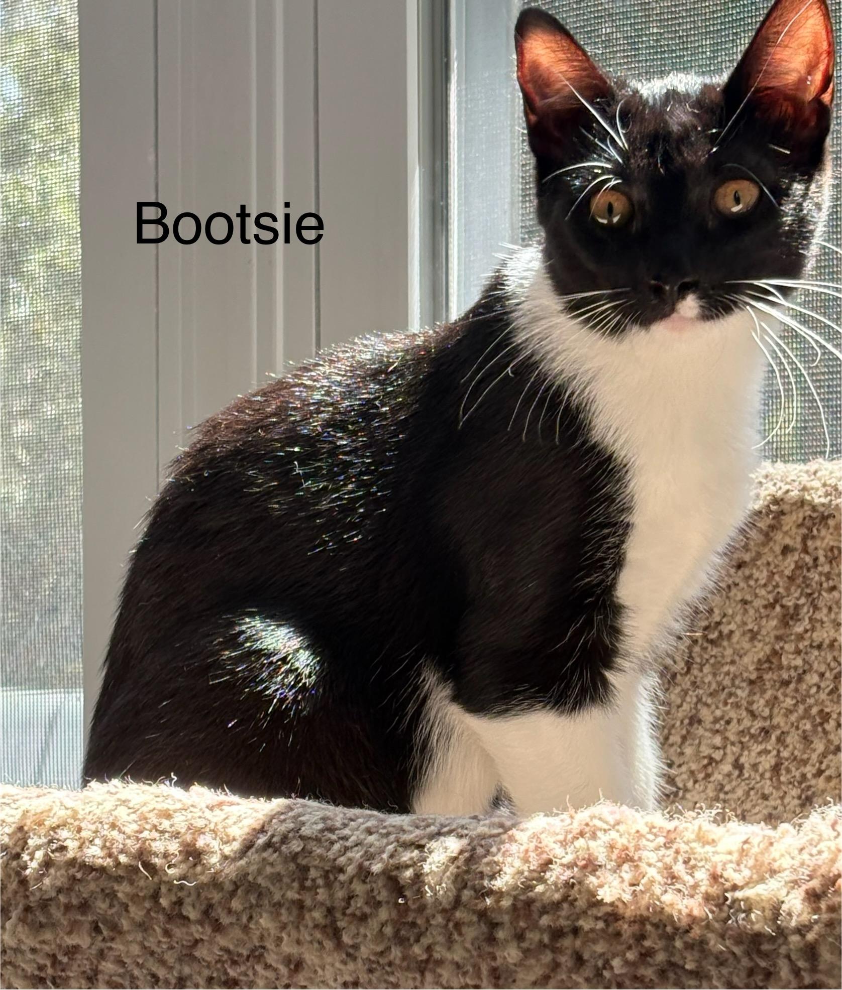 Enlarge Bootsie, a Adoptable Tuxedo in Delmar, NY image 2/5
