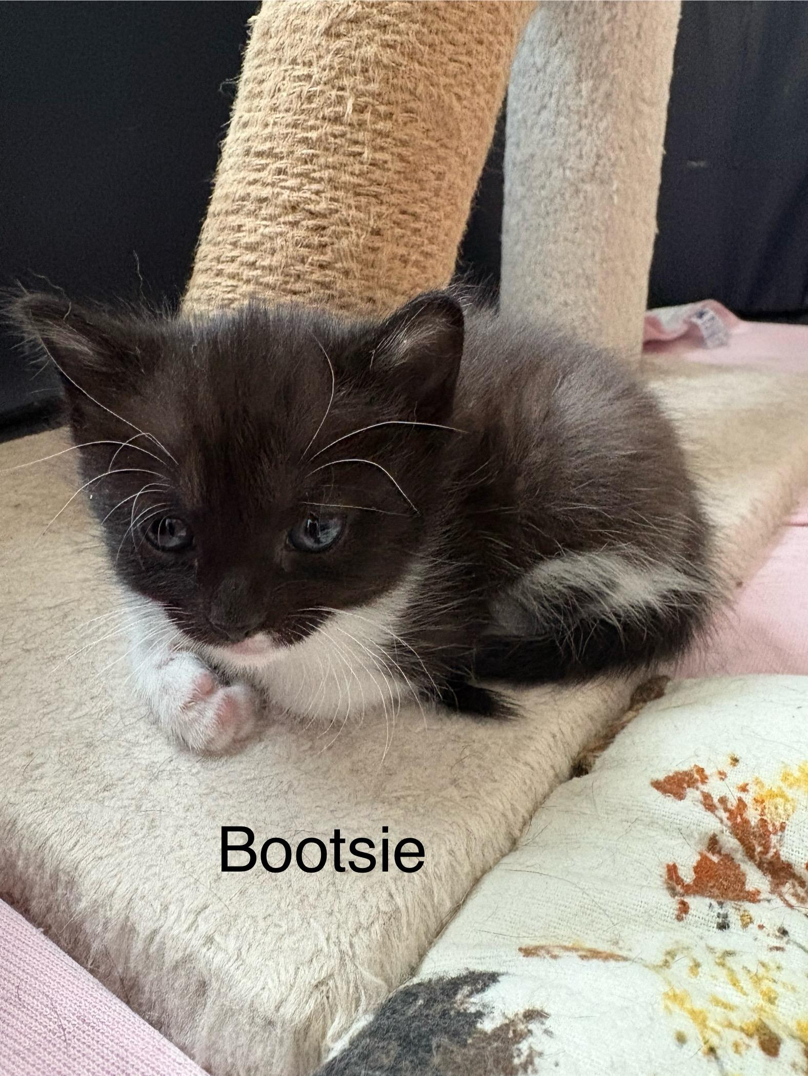 Enlarge Bootsie, a Adoptable Tuxedo in Delmar, NY image 5/5